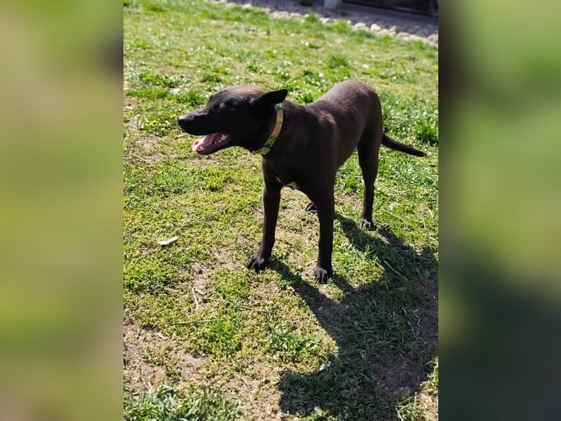 Internes Kennzeichen 25L - für diese aktive Junghündin suchen wir eine unternehmungslustige Familie!