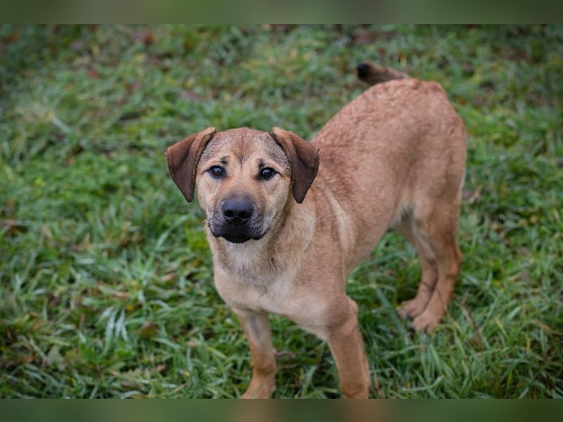 Name: Chip-Nr. 264447 - die muntere und aktive Hündin sucht ein liebevolles Für-Immer Zuhause