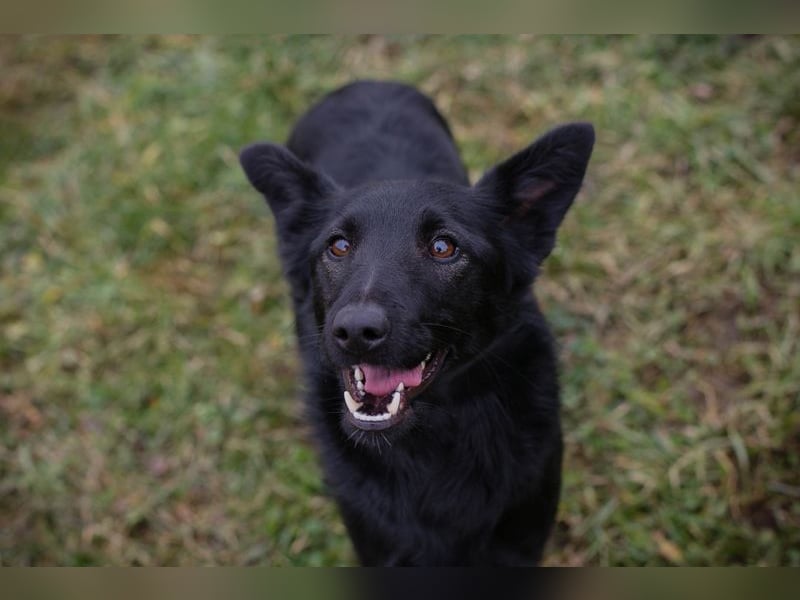 MAVI - die hübsche Maus mag Menschen und Artgenossen und sucht ein tolles Zuhause