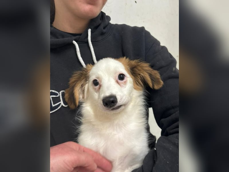 Welpe JULIETTE - die ängstliche Maus sucht ein liebevolles, geduldiges, hundeerfahrenes Zuhause