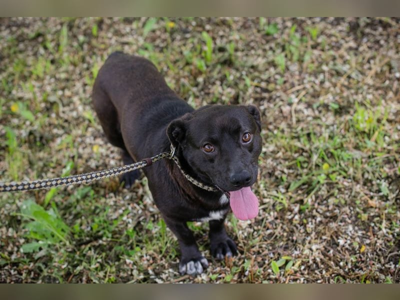 Willy sucht Spiel, Spaß, Freude und Freunde