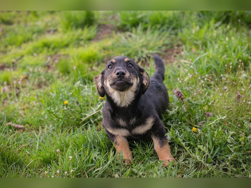 Welpe Chip Nr. 271651 - ich freue mich auf tolle Abenteuer mit meinen Menschen!