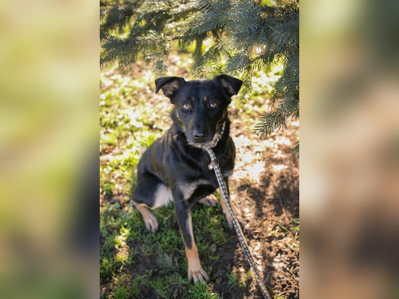 GRACE - ich freue mich auf ein tolles Leben mit meinen Menschen!