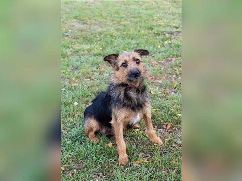 NOLA - die liebe Maus ist noch sehr vorsichtig und sucht hundeerfahrene, geduldige Menschen