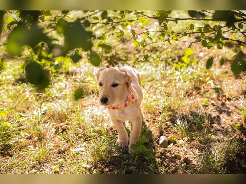 Welpe Chip-Nr. 270070 - die lustige und neugierige kleine Maus träumt von einer eigenen Familie!