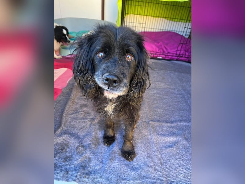 BENNY - der liebe Senior wünscht sich ein liebevolles, ruhiges Zuhause!