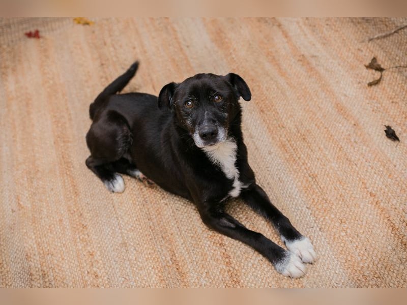 FIDO - der aufgeschlossene Rüde freut sich auf tolle Abenteuer mit seinen Menschen