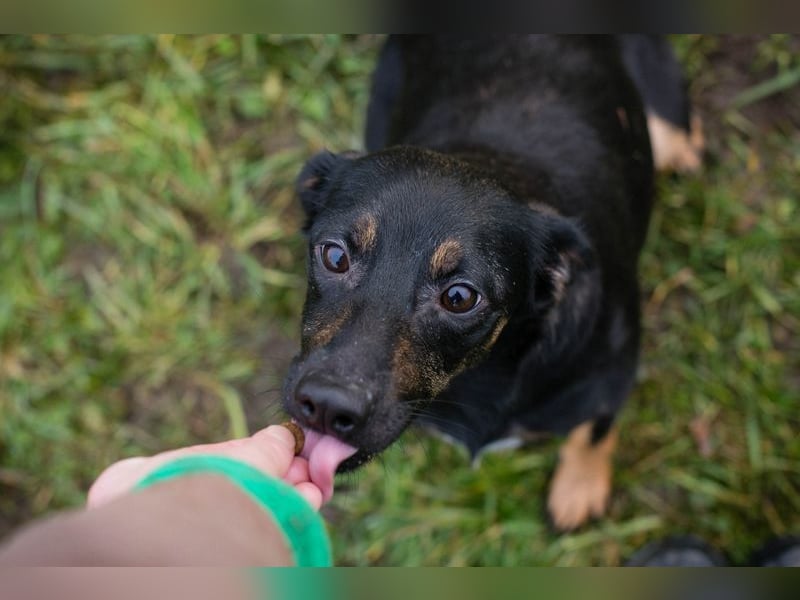 MELIKE - die liebebedürftige, brave Maus sucht ein liebevolles Für-Immer Zuhause!