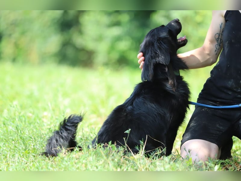 SID - wer möchte mit mir spielen, kuscheln und lernen und mir ein tolles Für-Immer Zuhause schenken?