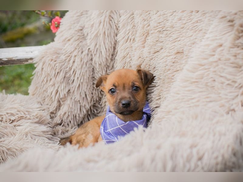 Welpe Chip-Nr. 272072 - wer schenkt mir ein liebevolles Für-Immer Zuhause?