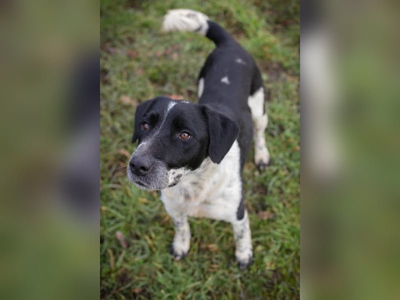 LUCHO - ich bin bereit für mein Für-Immer-Zuhause!