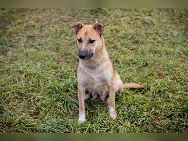 BELLA - die menschenbezogene, süße Hündin möchte so gerne DEINE vierbeinige Begleiterin sein...