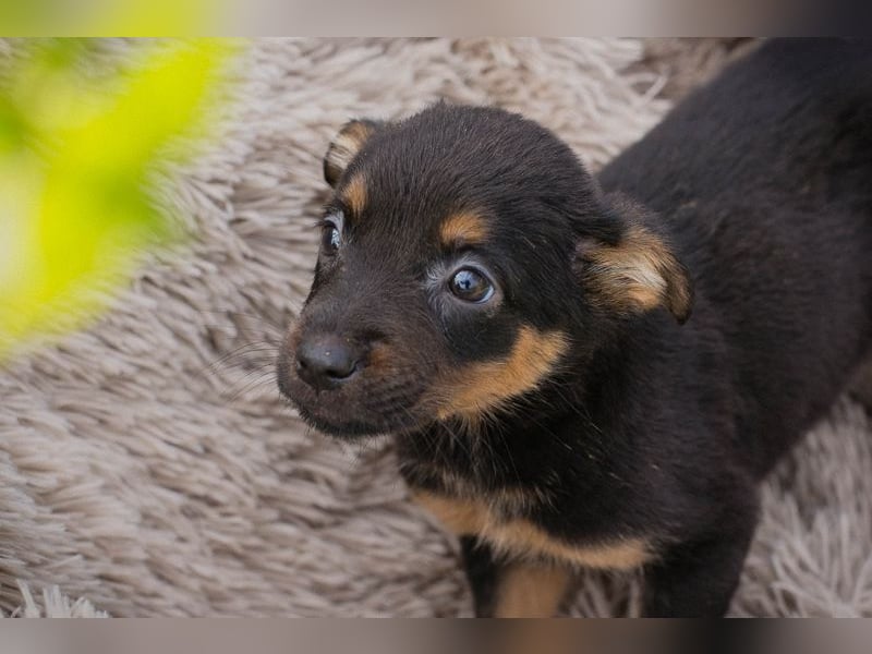 Welpe MAIKA - wenn ich groß bin möchte ich so gerne eine richtige Familienhündin sein!