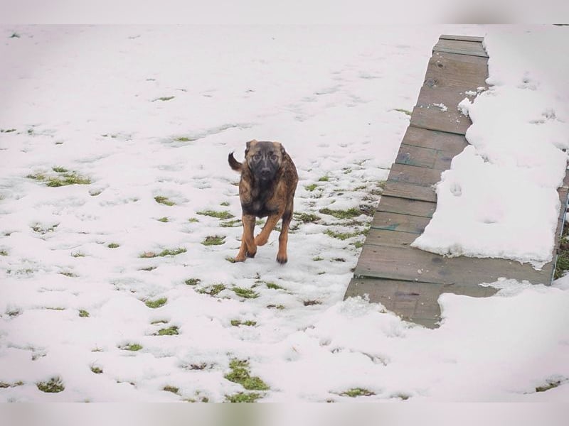TASHA - die aufgeweckte, hübsche Maus freut sich auf ein tolles Leben mit ihren Menschen