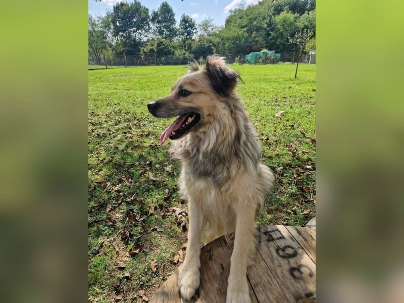 NERO - schenkst du mir dein Herz und ein Zuhause für immer?