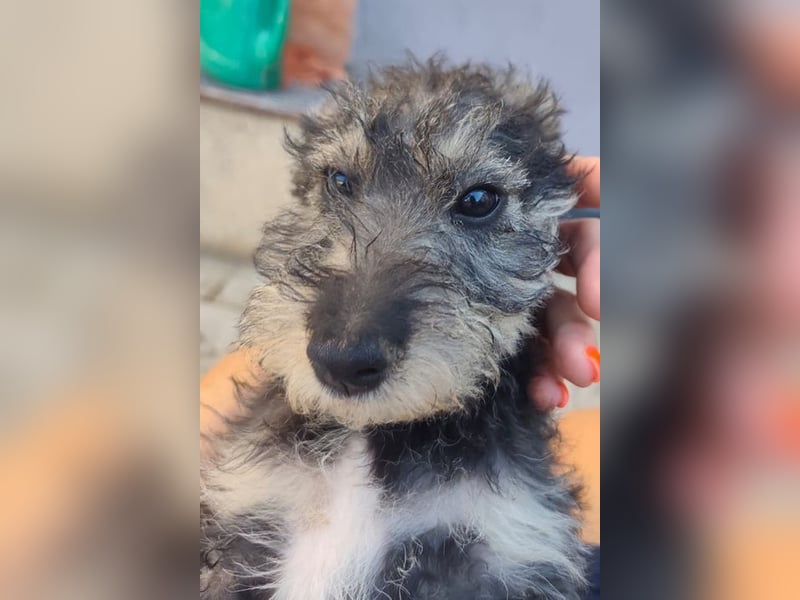 Chip-Nr. 2366551 - das kleine Welpenmädchen hätte so gerne einen tollen Namen und ein Zuhause