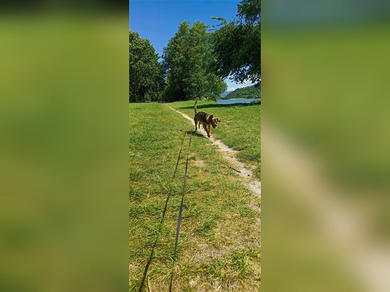 ALICE - die liebe Hündin ist sehr verschmust und träumt von einem tollen Für-Immer Zuhause