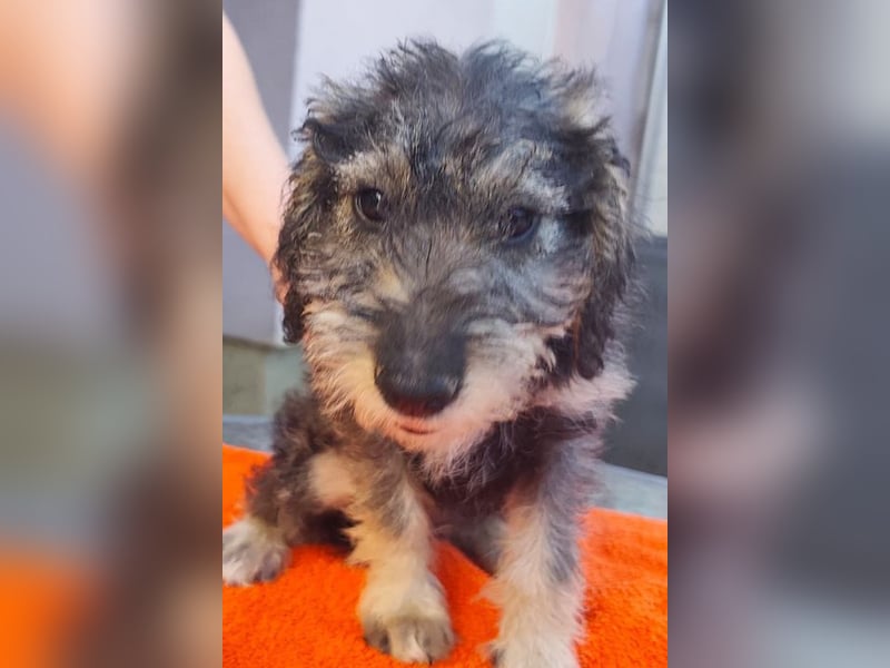 Chip-Nr. 2366551 - das kleine Welpenmädchen hätte so gerne einen tollen Namen und ein Zuhause