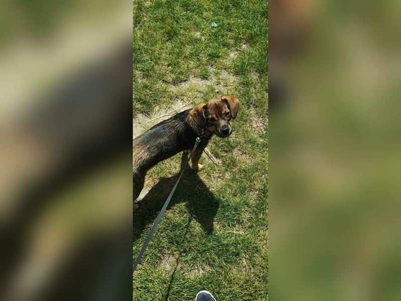 ALICE - die liebe Hündin ist sehr verschmust und träumt von einem tollen Für-Immer Zuhause