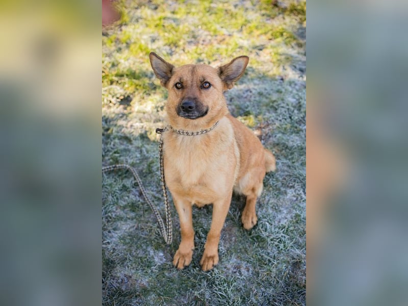 ROSALINA - die süße Hündin träumt von einem tollen Für-Immer Zuhause