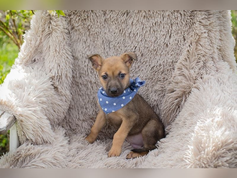 Welpe Chip-Nr. 271369 - schenkst du mir dein Herz und ein Zuhause?