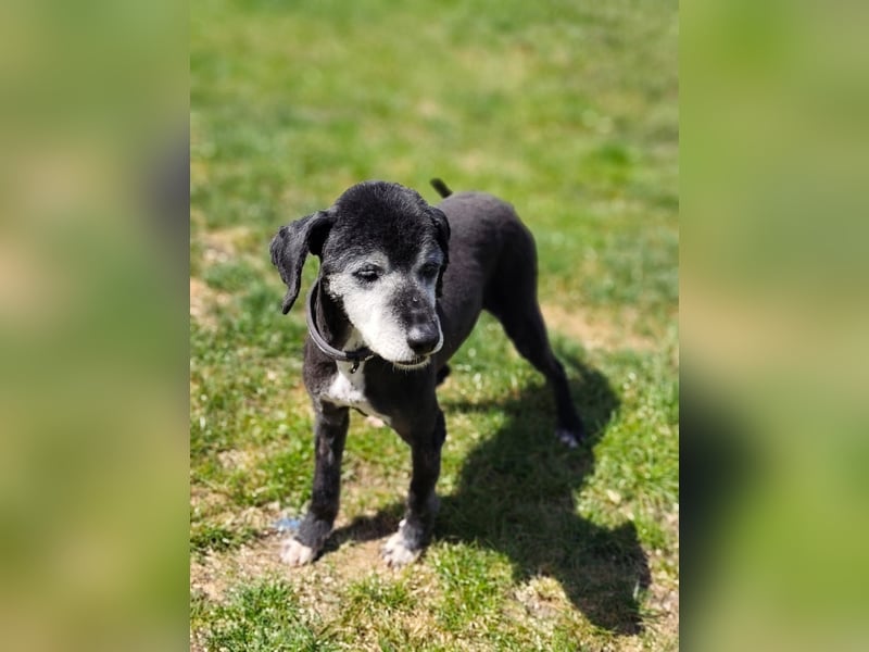 GUGO - der Senior ist freundlich aber immer noch etwas angespannt und unsicher