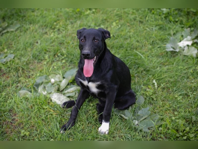 Angie - sie ist aktiv und liebesbedürftig