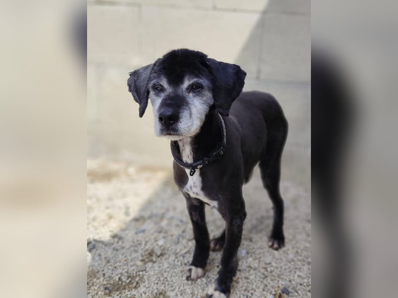 GUGO - der Senior ist freundlich aber immer noch etwas angespannt und unsicher