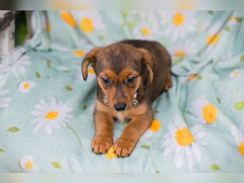 Welpe ELMO - wenn ich groß bin möchte ich ein richtiger Familienhund sein!