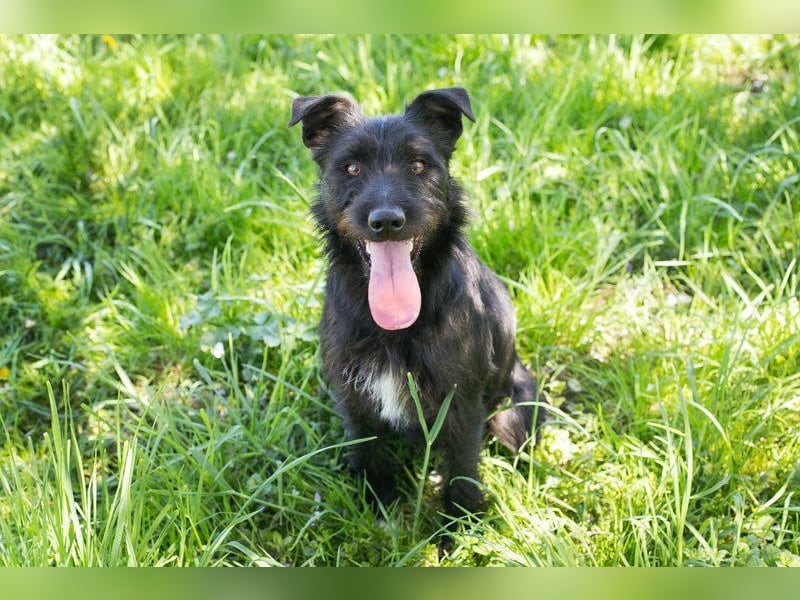 PLUTO - wer möchte mit mir kuscheln, spazieren, spielen und lernen und mir ein Zuhause schenken?