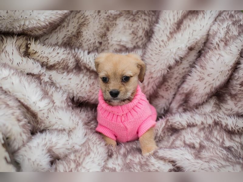 Welpe Chip Nr. 255615 - das goldige Mädchen träumt von einem liebevollen Für-Immer Zuhause