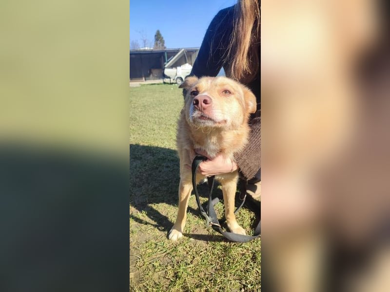 SHIREEN - die neugierige, aktive Hündin möchte mit ihren Menschen die Welt entdecken!