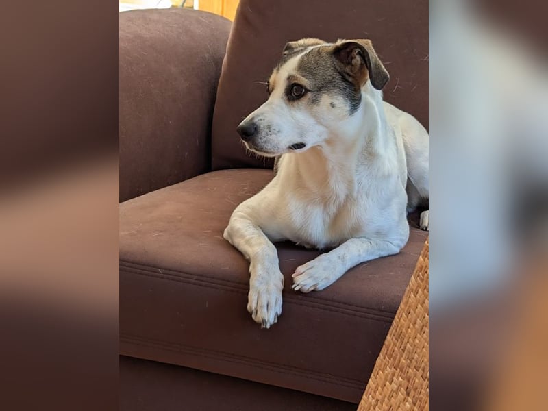 FIETE - lernen, spielen, kuscheln - wer schenkt mir sein Herz und ein tolles Zuhause?