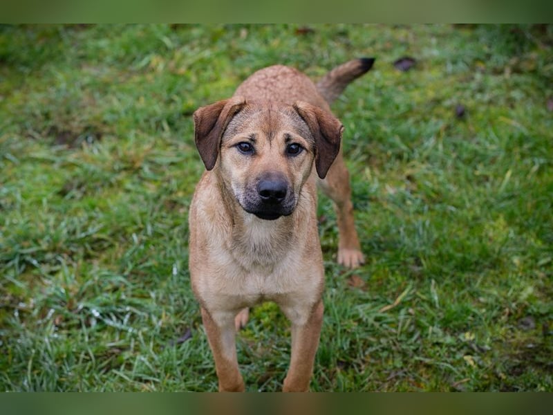 Name: Chip-Nr. 264447 - die muntere und aktive Hündin sucht ein liebevolles Für-Immer Zuhause