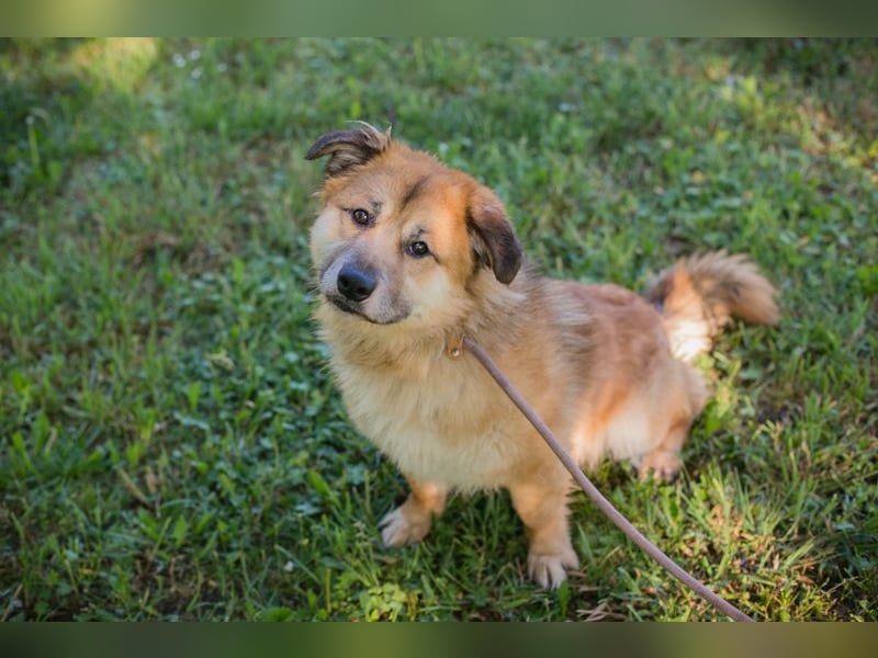 LUKAS - mal fröhlich, mal traurig - aber lieb und aufgeschlossen