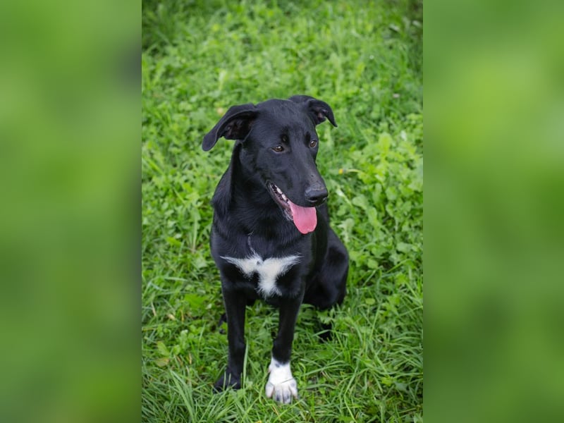 Angie - sie ist aktiv und liebesbedürftig