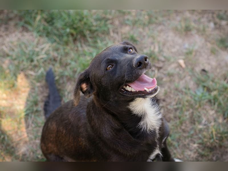 Chip 264832 - Junghund auf der Suche nach seiner Familie