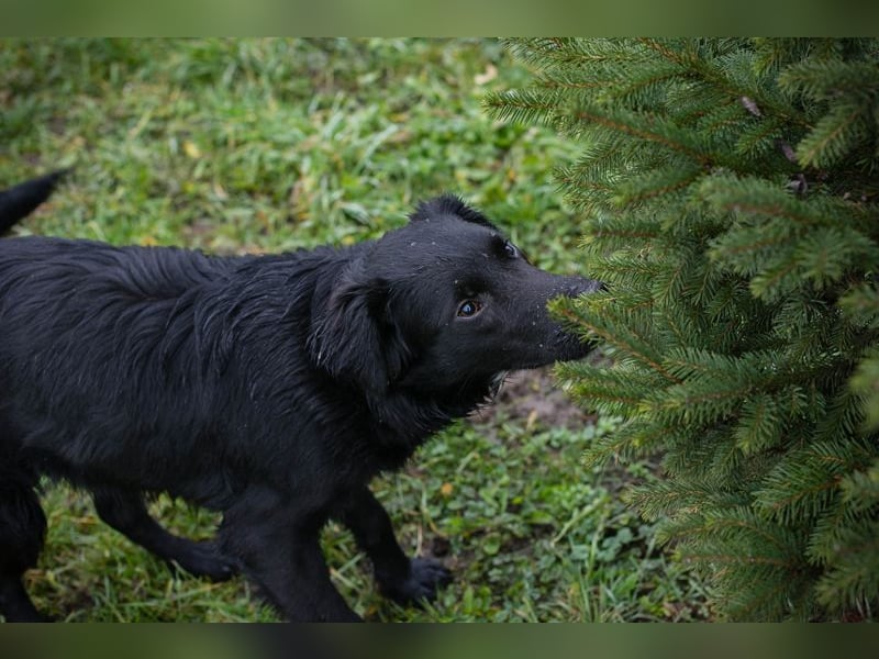 RONNY - kuscheln, lernen, spielen - wer schenkt mir sein Herz und ein Zuhause?