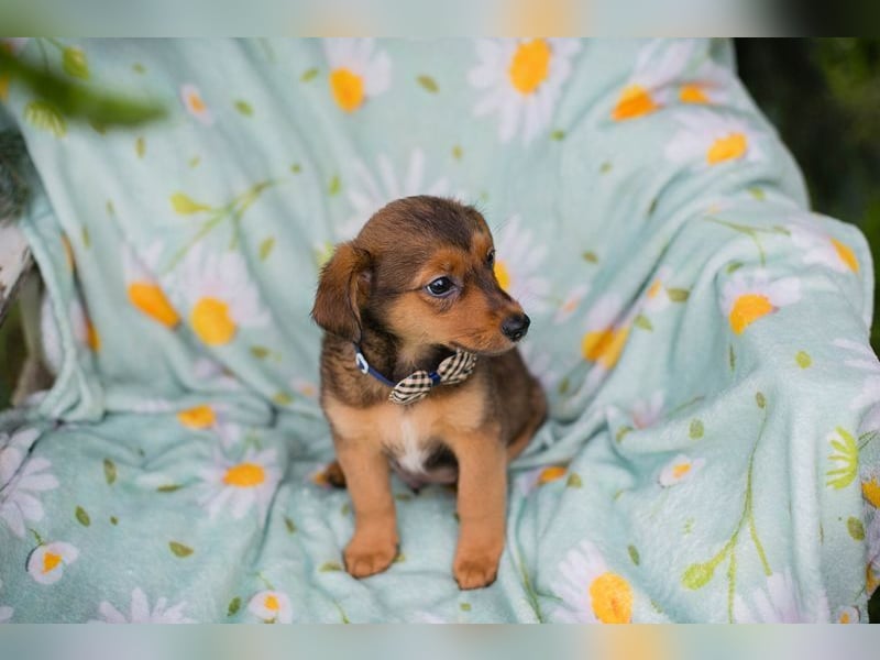 Welpe ELMO - wenn ich groß bin möchte ich ein richtiger Familienhund sein!