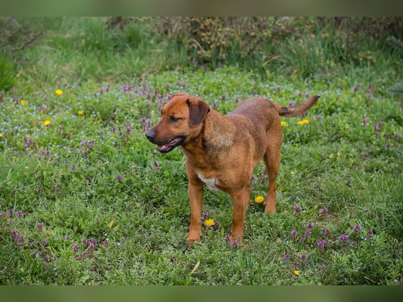 RUSTY - der aktive Rüde liebt die Nähe zu den Menschen und er freut sich, wenn er lernen darf