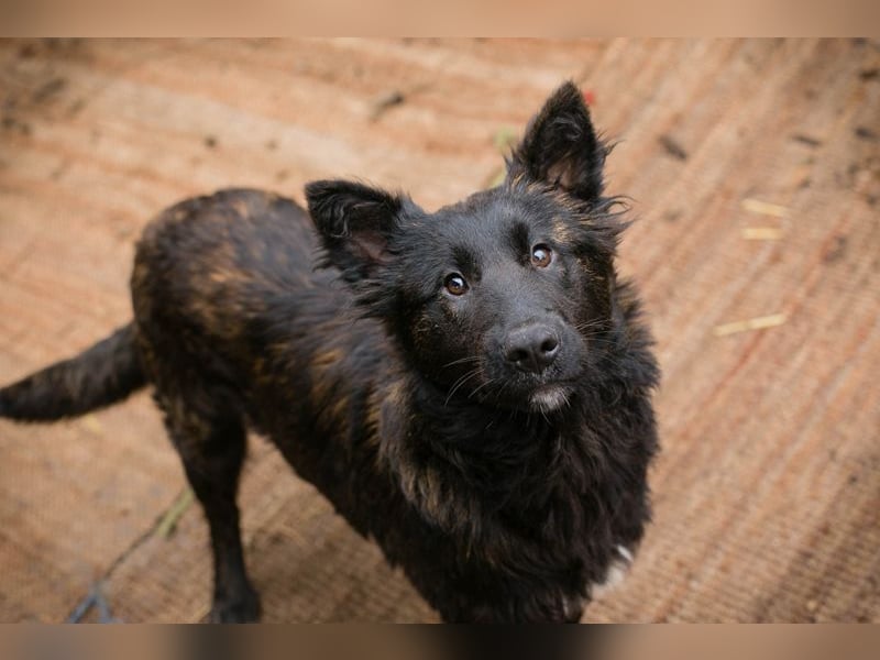 ONYX - ich suche eine Familie die mich liebt, mit mir lernt + mich nie mehr alleine lässt