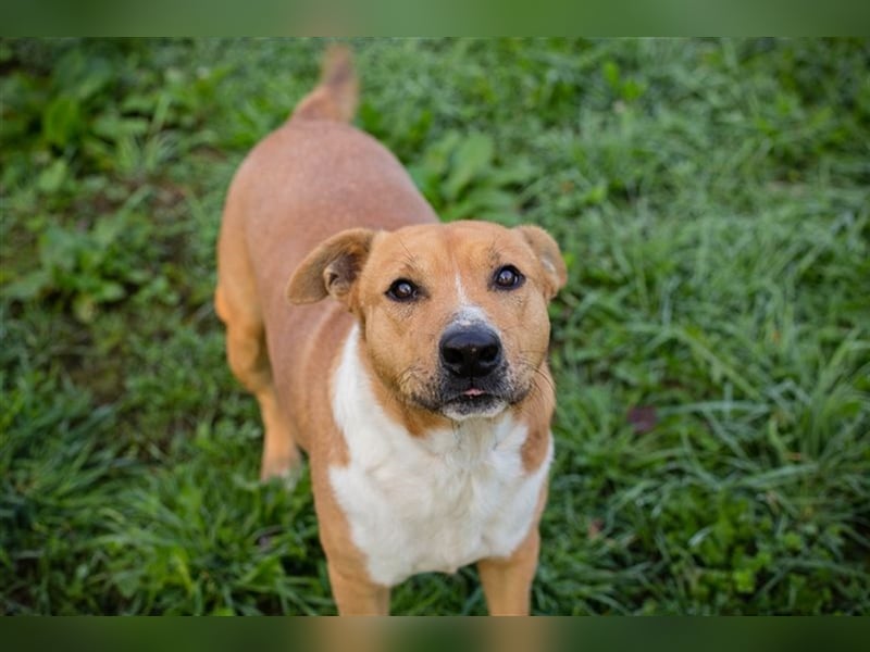 FIDUZ - der neugierige, fröhliche Rüde freut sich auf eine unternehmungslustige Familie