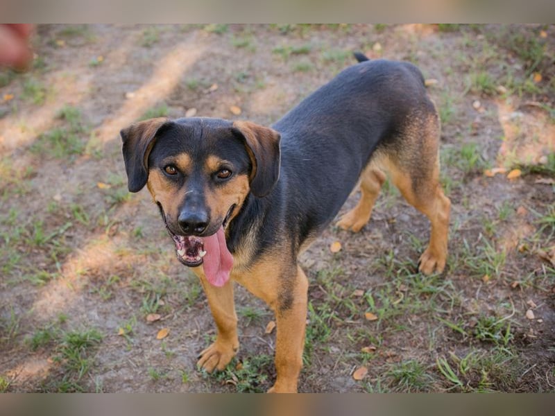 NICO - lernen, toben, kuscheln, mit meiner Familie und mit Artgenossen spielen - das wünsch ich mir!