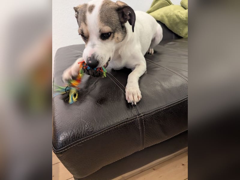 FIETE - lernen, spielen, kuscheln - wer schenkt mir sein Herz und ein tolles Zuhause?