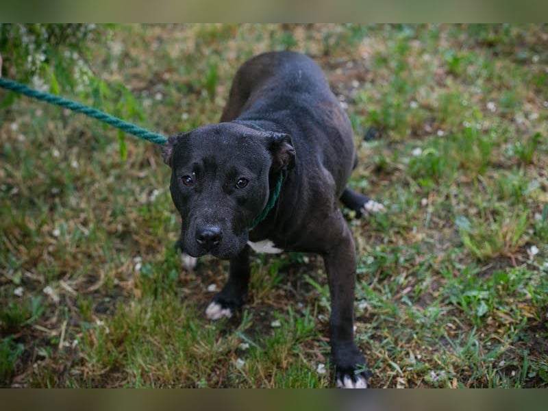 SAPPHIRE - wer schenkt mir sein Herz und ein Zuhause?