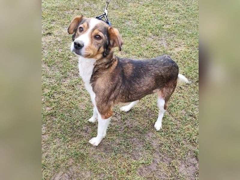 MAYA - die liebe und zutrauliche Hündin wartet gespannt auf ihre Menschen!