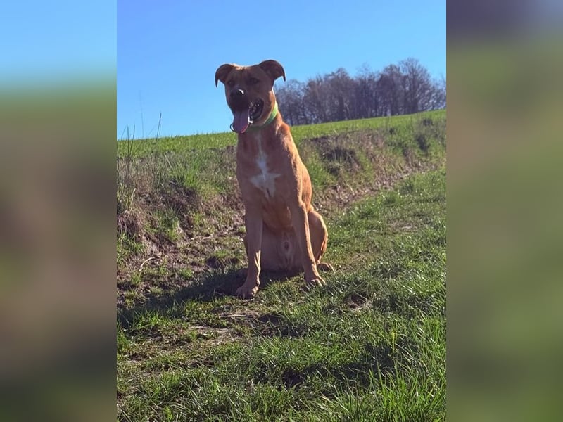 SAMMY - der hübsche junge Mann sucht ein Zuhause bei hundeerfahrenen Menschen!