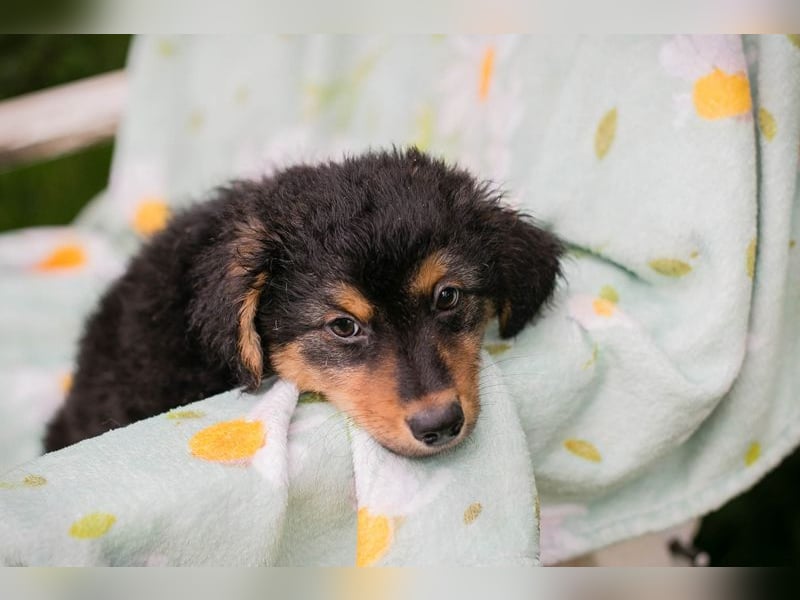 Welpe TIMO -wenn ich groß bin möchte ich ein richtiger Familienhund sein!
