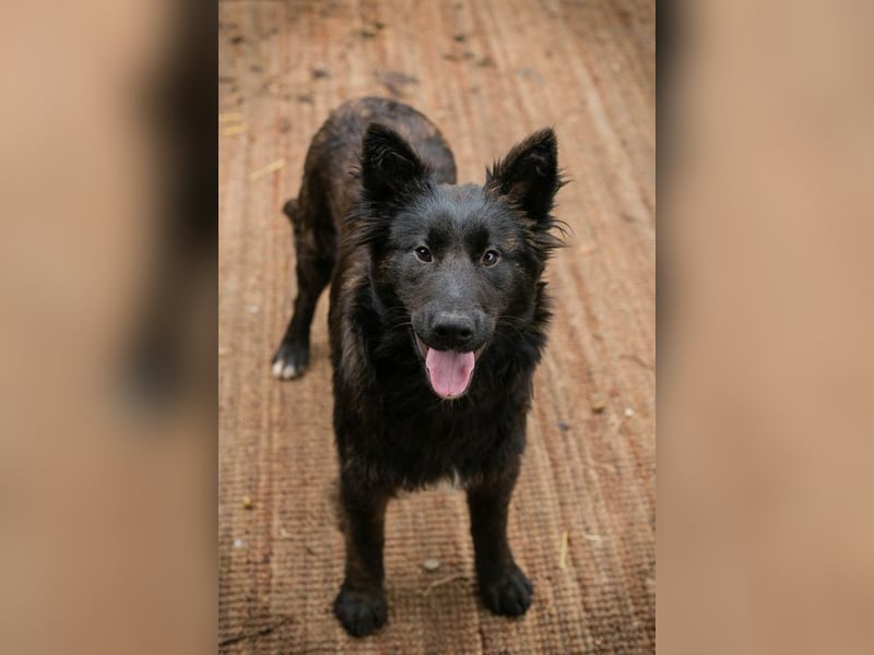 ONYX - ich suche eine Familie die mich liebt, mit mir lernt + mich nie mehr alleine lässt