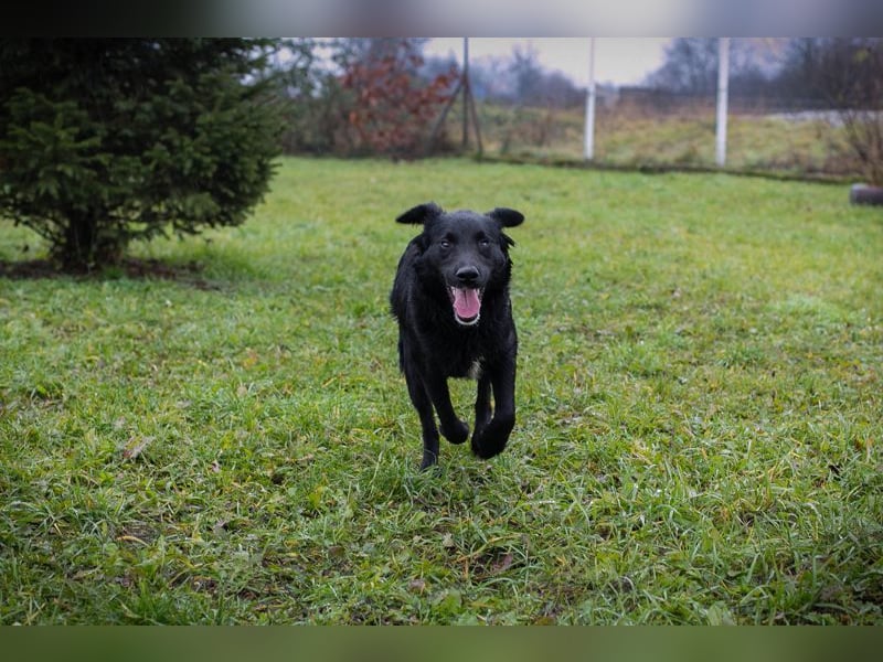 RONNY - kuscheln, lernen, spielen - wer schenkt mir sein Herz und ein Zuhause?
